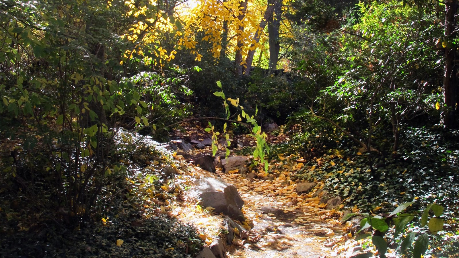 Rocky path densely planted with trees and shrubs. 