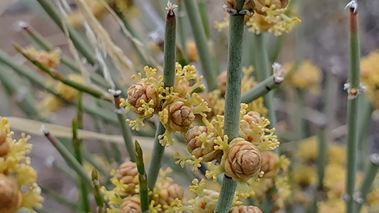 Green, straight stems with small golden flowers