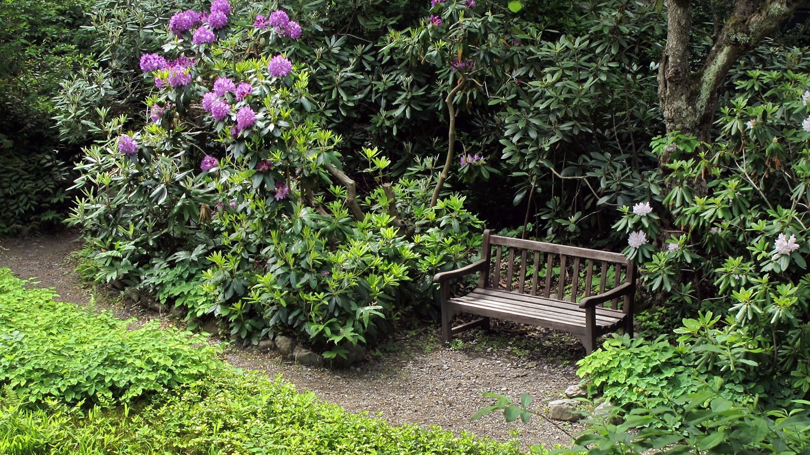 Bench between dense plantings of shrubs, in front of more shrubs. 