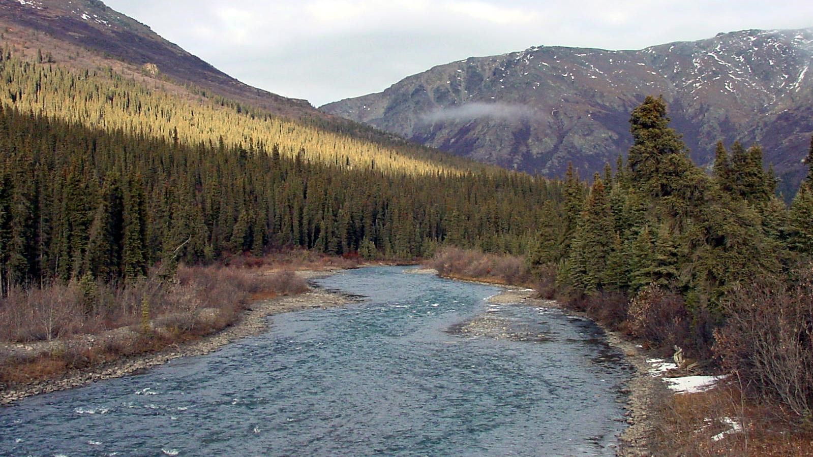 A gently flowing river with spruce trees and a mountain in the distance.