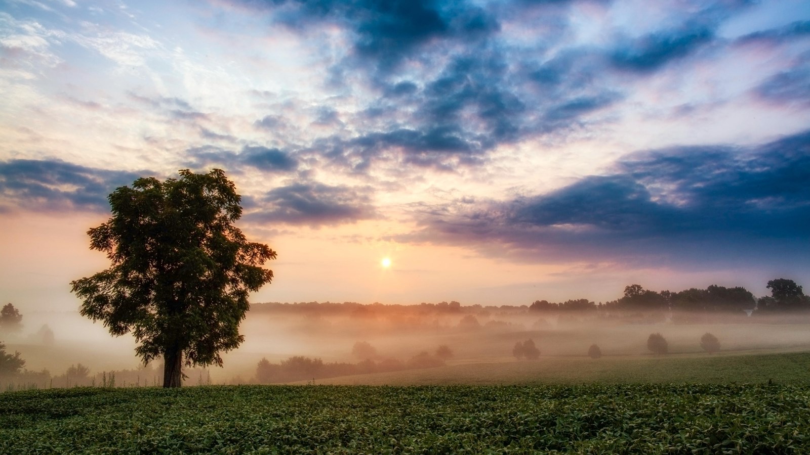 A sunrise behind a tree overlooking a wide field.