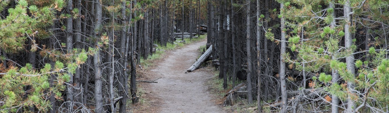 Bare ground trail leading through a pine forest.