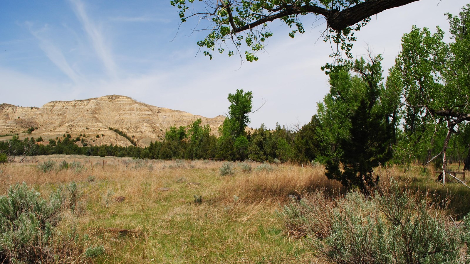 A view of a grassy field, with junipers in the background, as well as a butte under a blue sky.