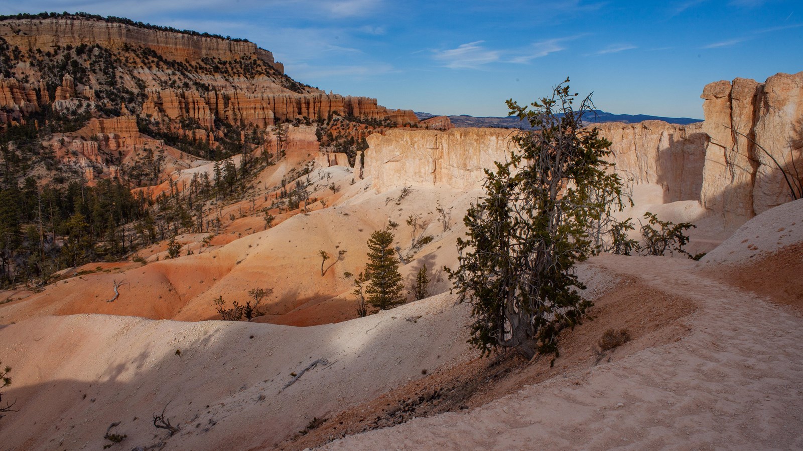 A winding white sediment path winds past pine trees and a landscape of redrock cliffs and spires.