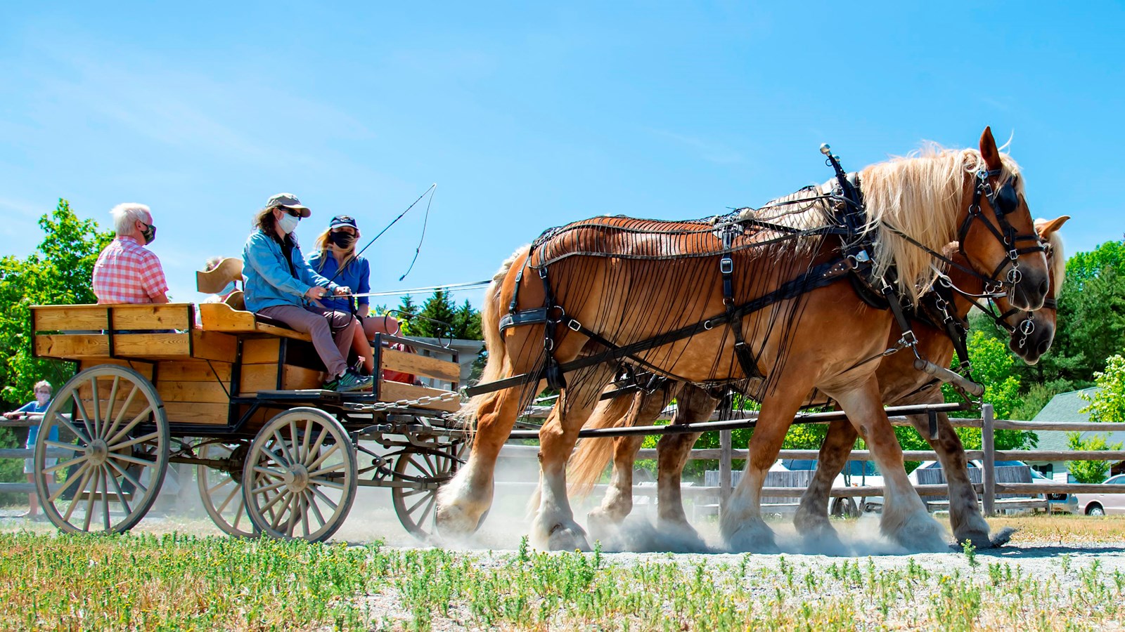 Two tan horses pull a wood carriage with four people in front of a wood fence.