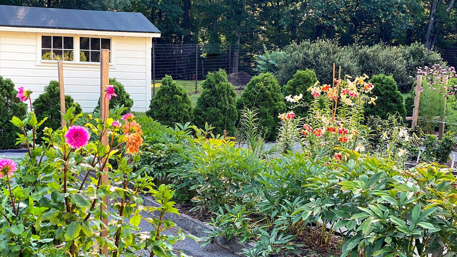 A garden with raised beds in long rows containing flowering plans.