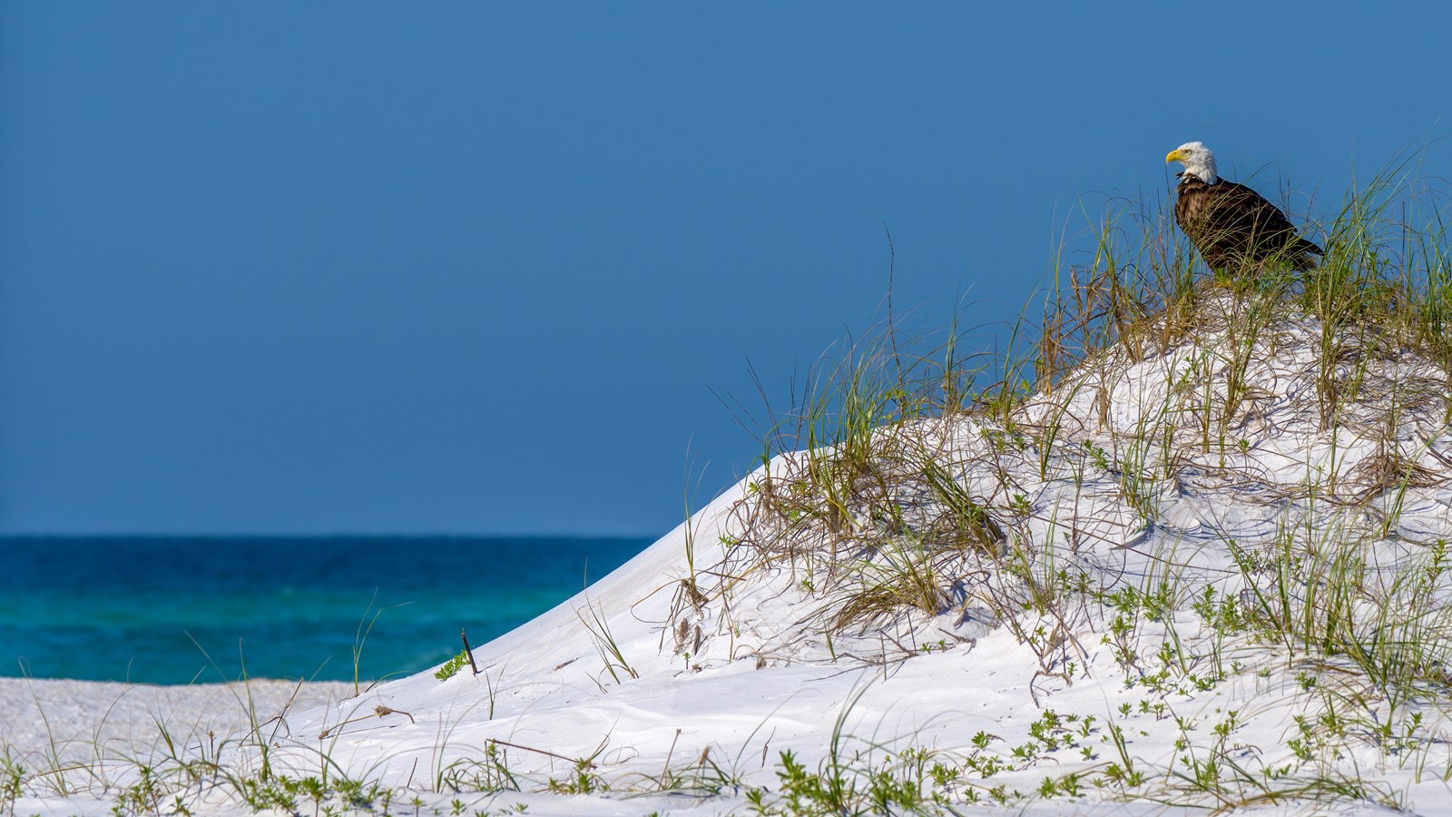 A bald eagle sits on a sand dune.