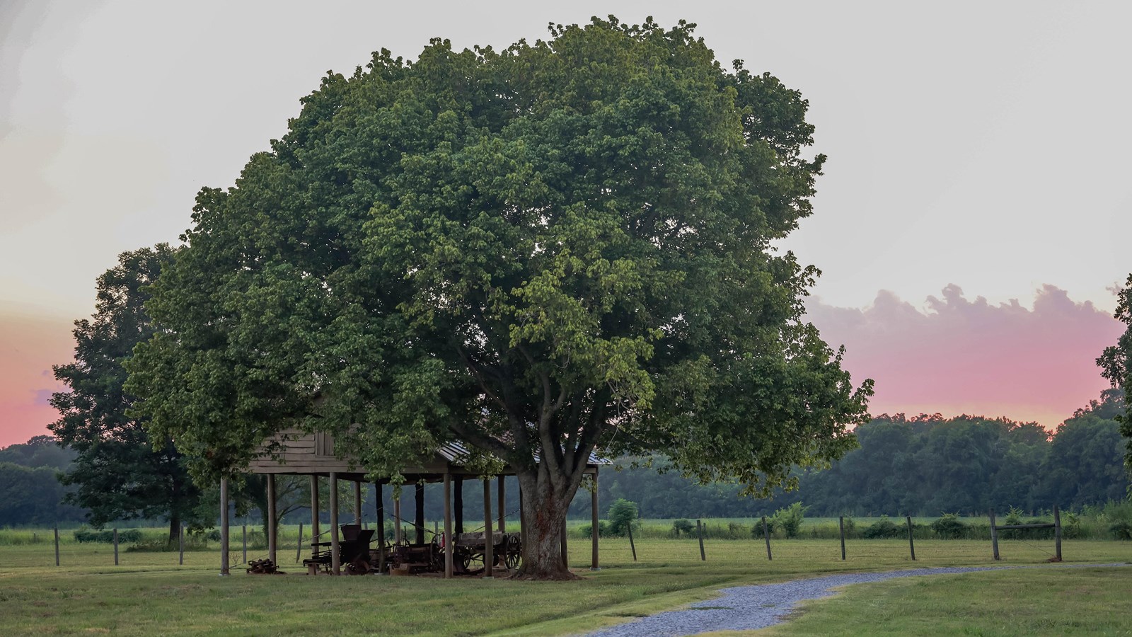 A gravel farm lane leads to a small Wagon Shed shaded by a tree. 