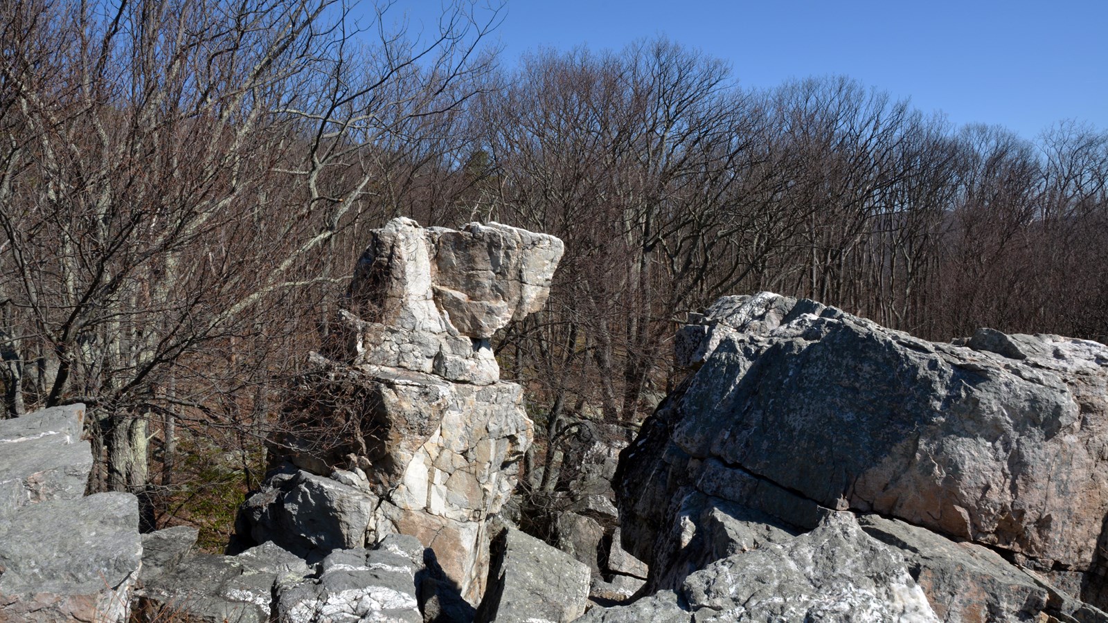 A large boulder in the shape of a wolf.