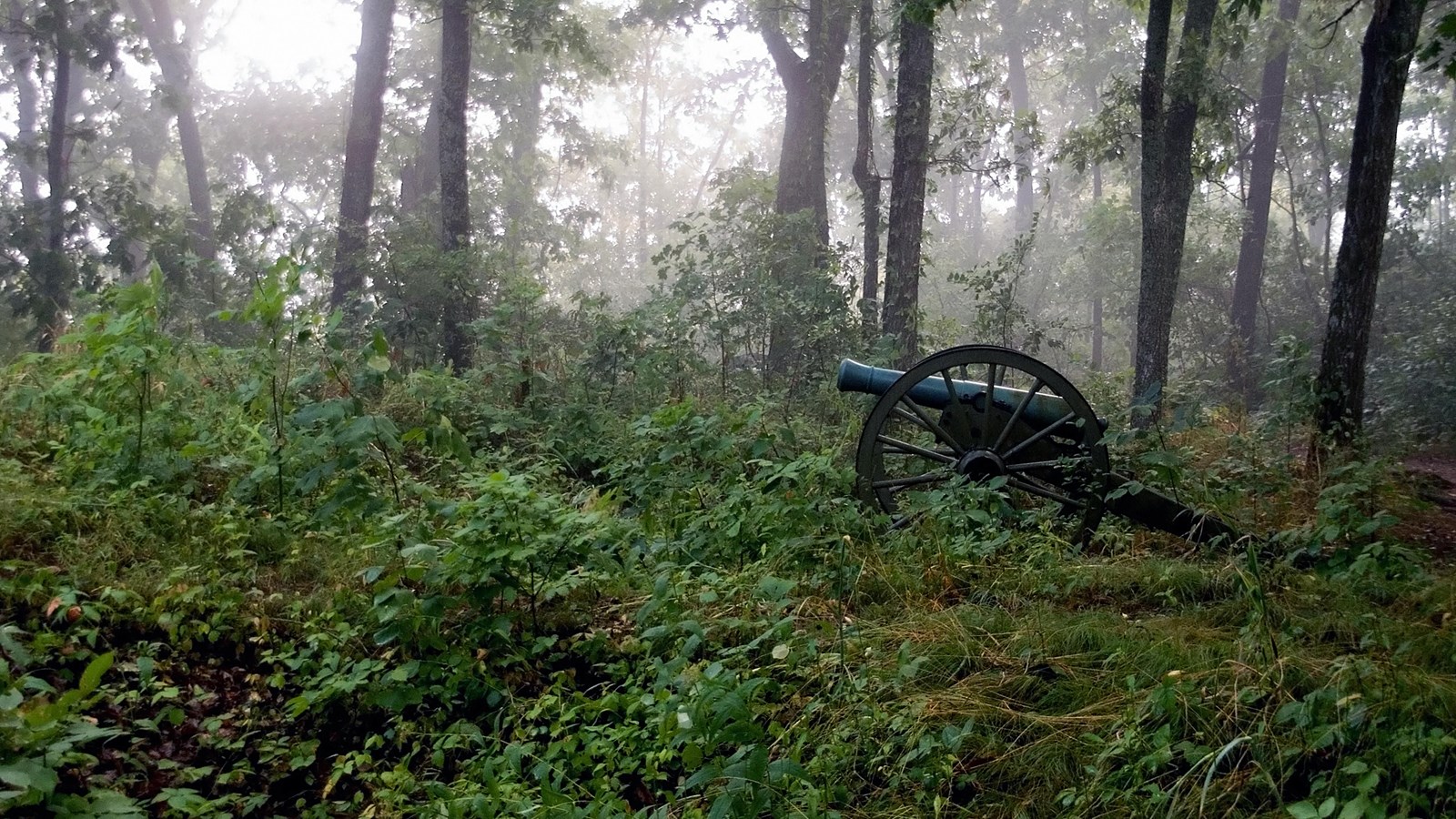 A large cannon surrounded by tangled green undergrowth