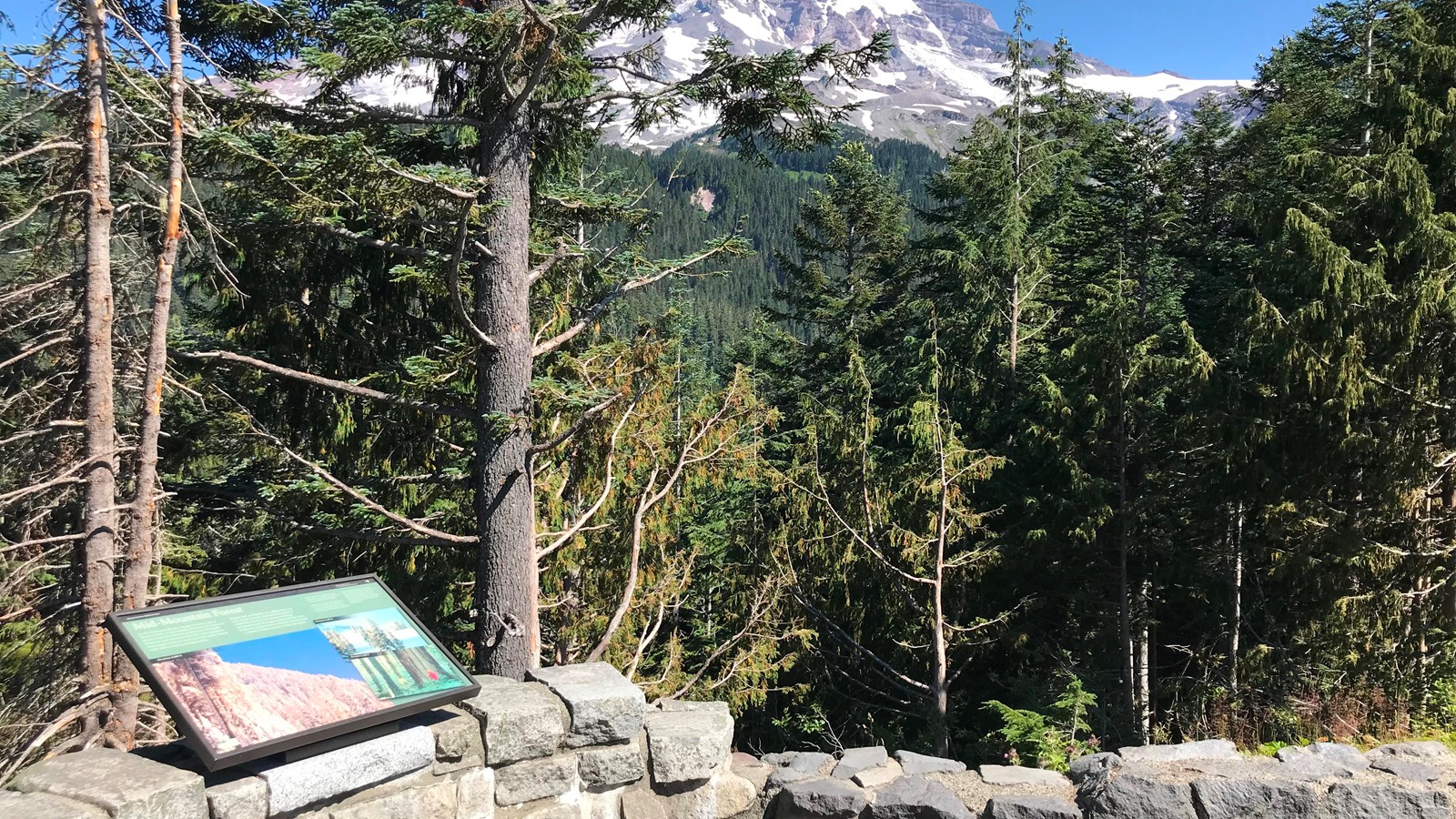 A wayside panel attached to a rock wall overlooking a forested valley and view of Mount Rainier.
