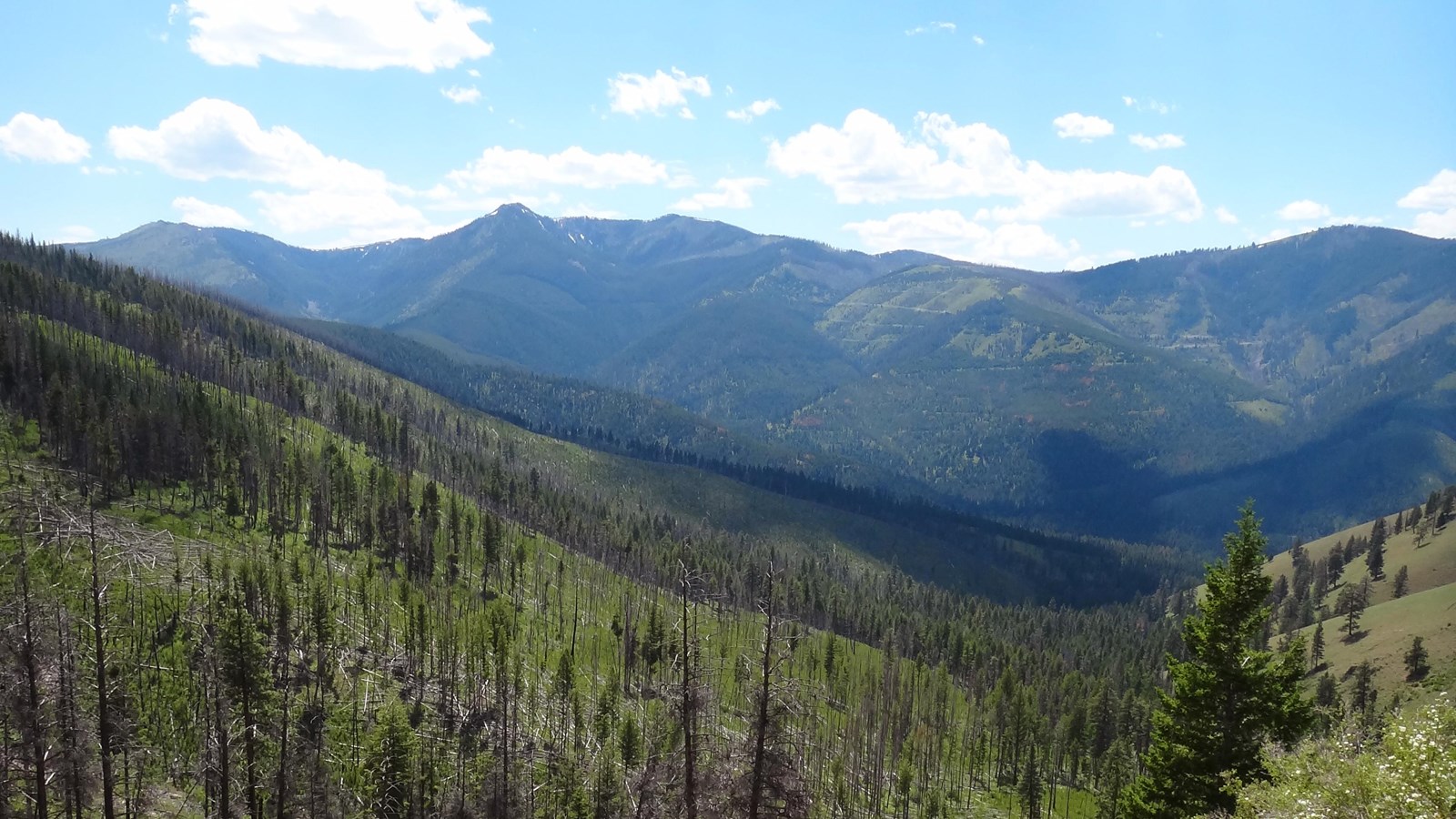 wide mountain pass with evergreen trees and bright blue sky