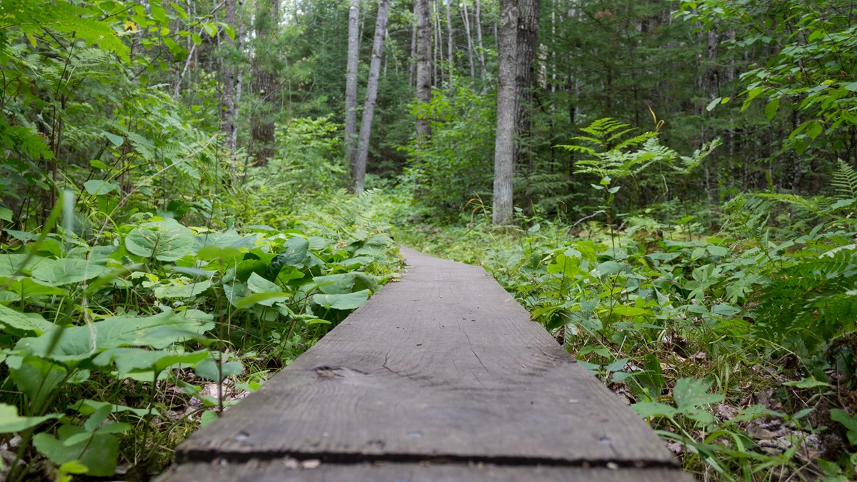 A wood plank trail surrounded by green vegetation, leading into the forest.