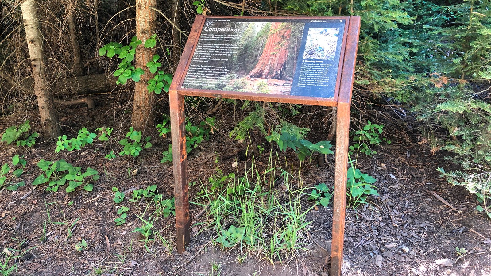 A metal-framed, two-legged outdoor exhibit is found in a forested area.