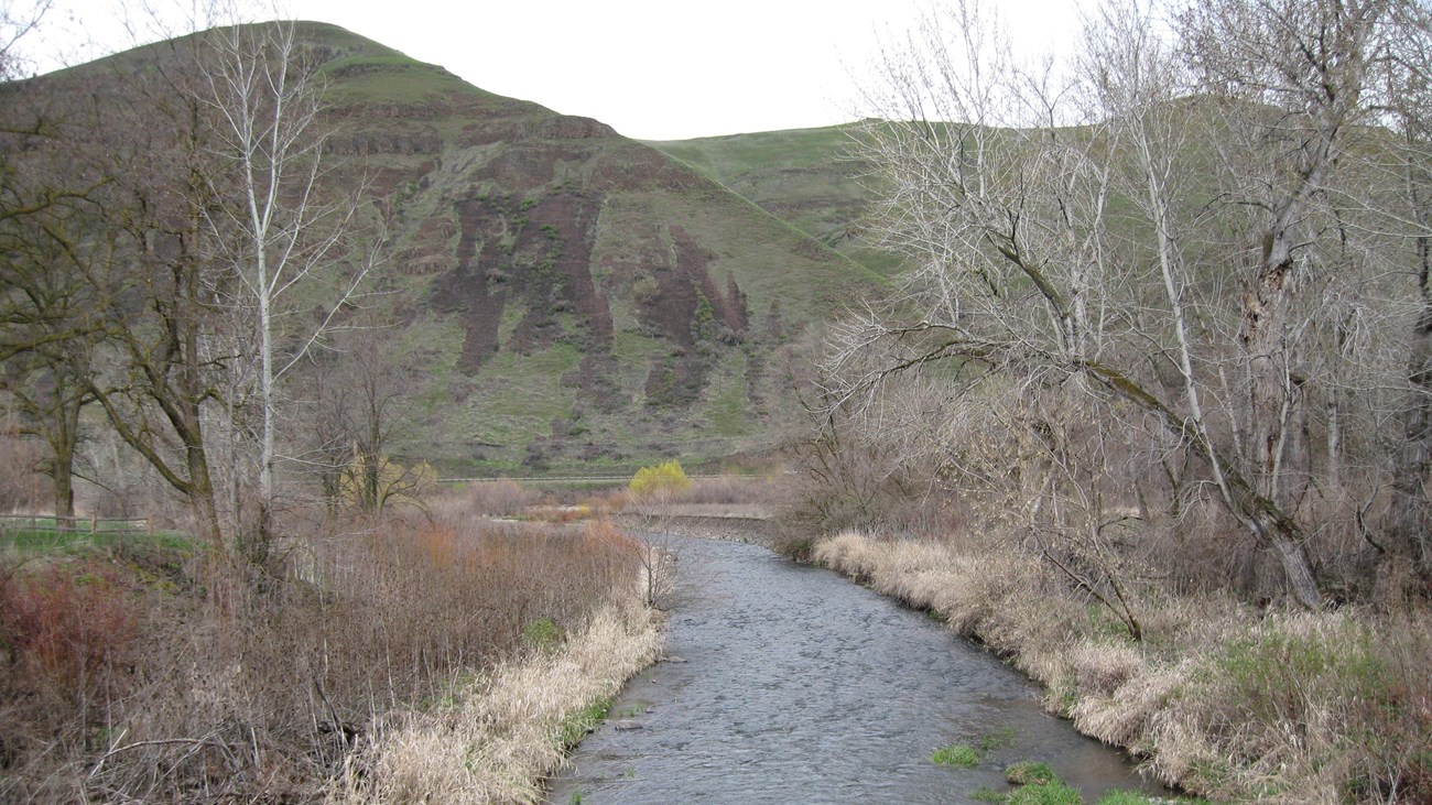 A creek cuts through a lightly wooded area towards a rounded hill in the background