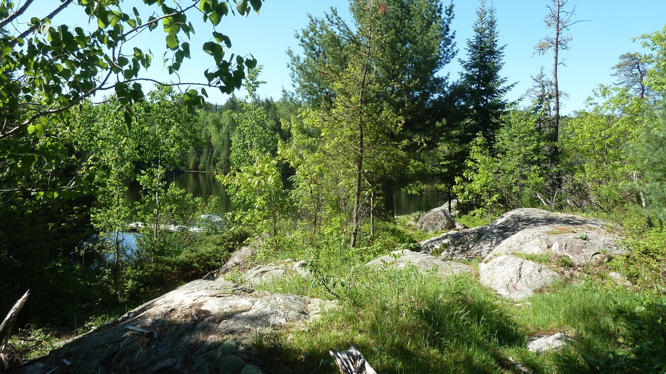 A view of a lake through the trees