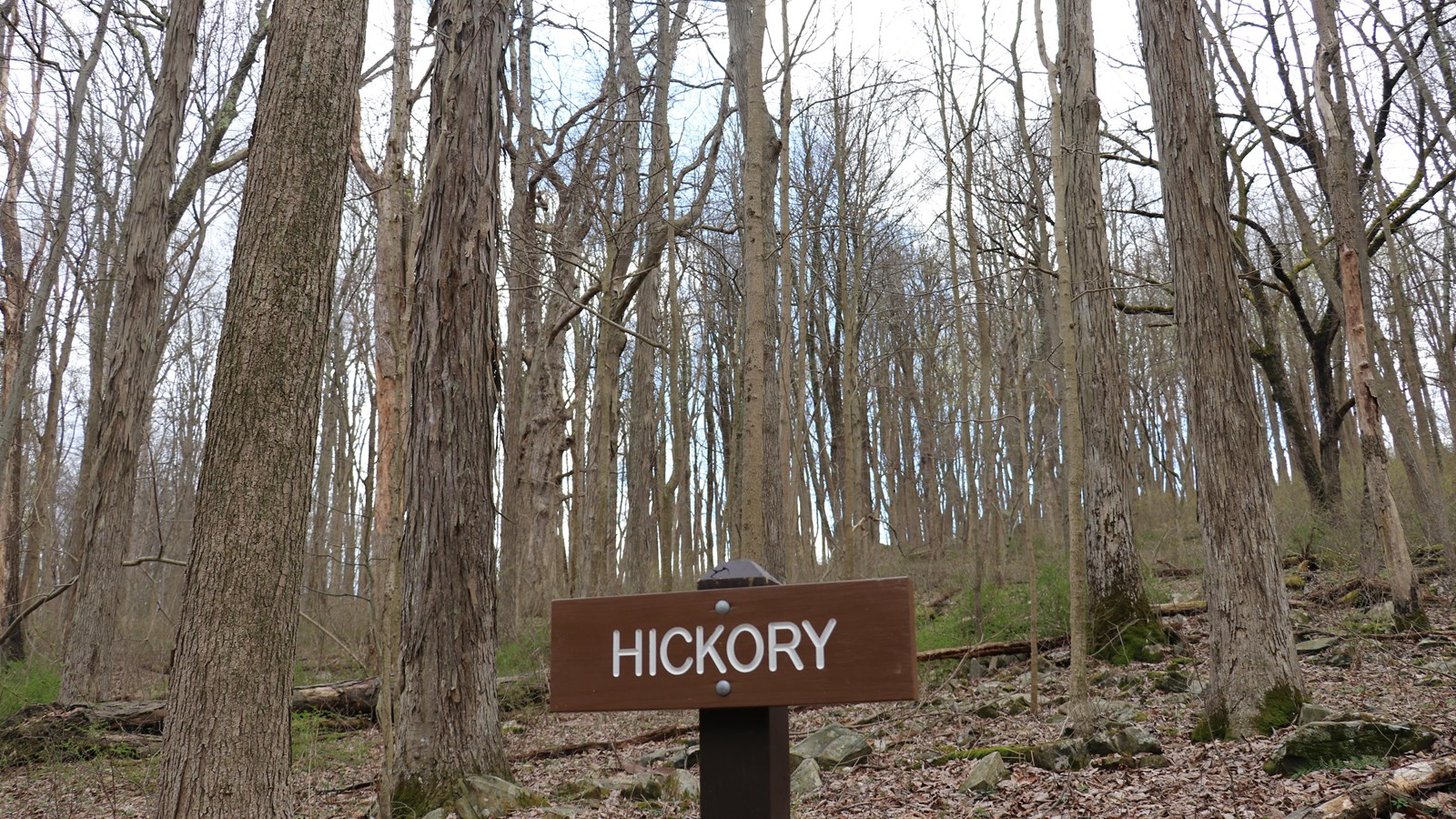 A brown, wooden sign reading 