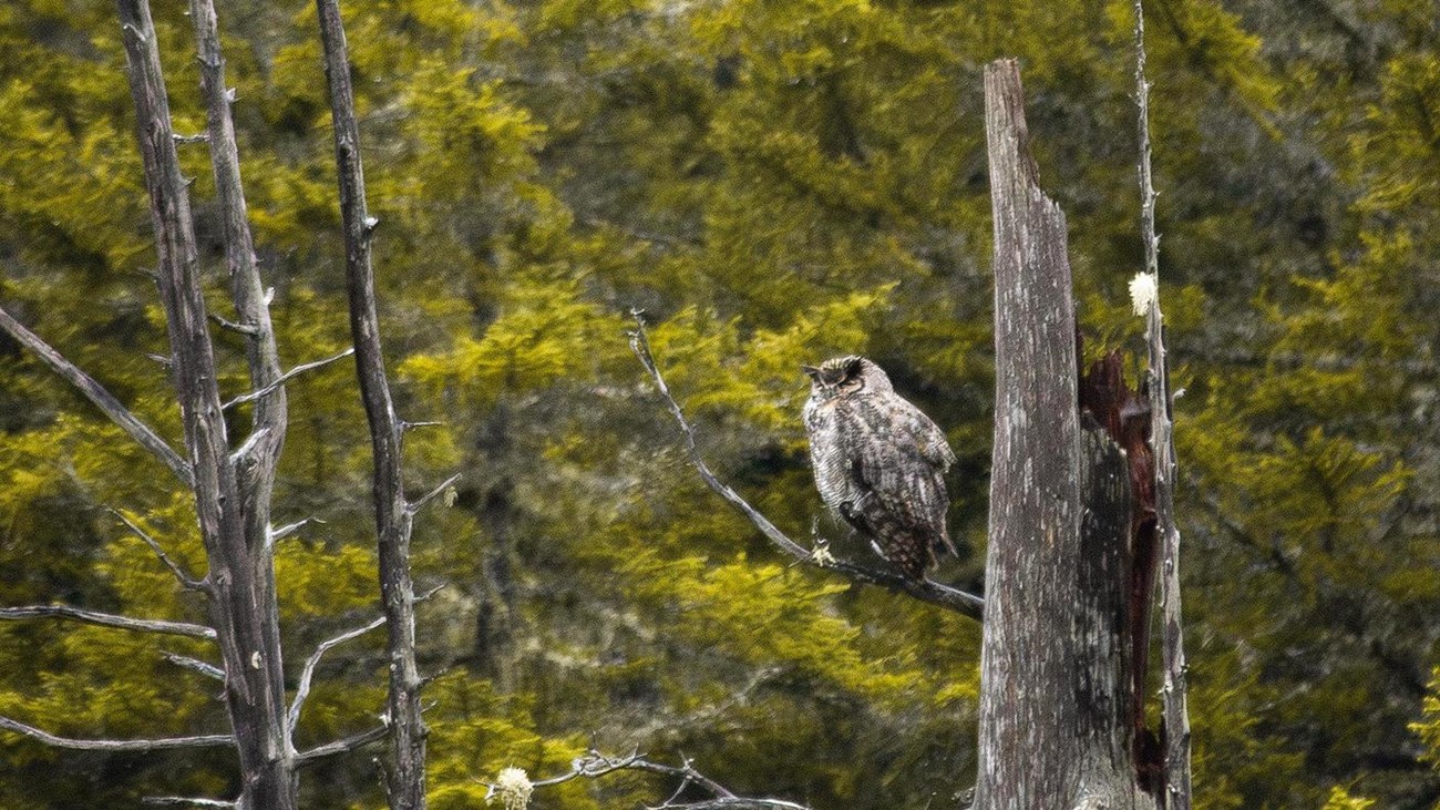 A great horned owl sitting on a branch at the top of a dead tree.