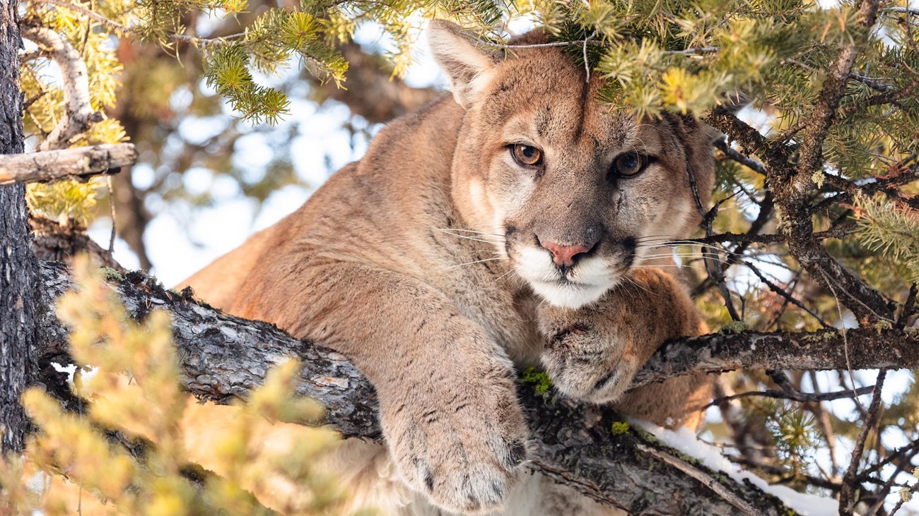 A large mountain lion with brown eyes and tan fur is seen in the branches of a coniferous tree.