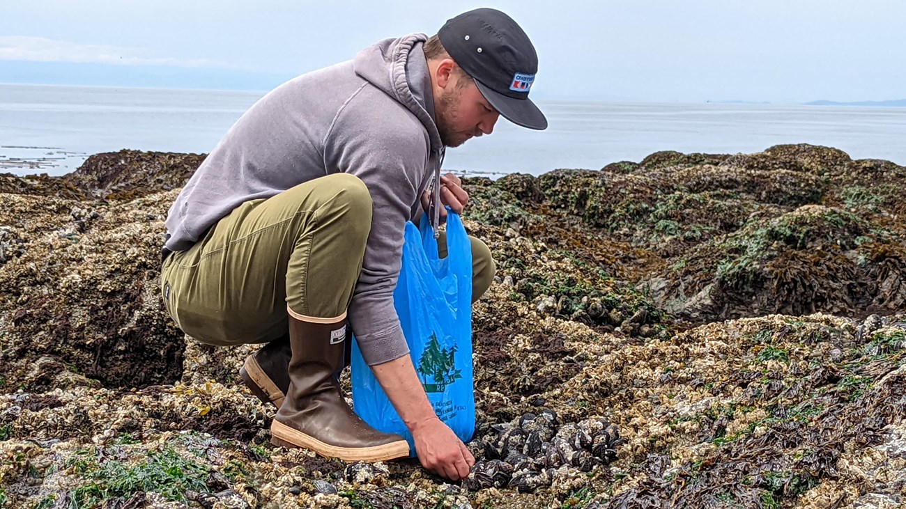 A man is squatting down to pick up shellfish from a rocky shore