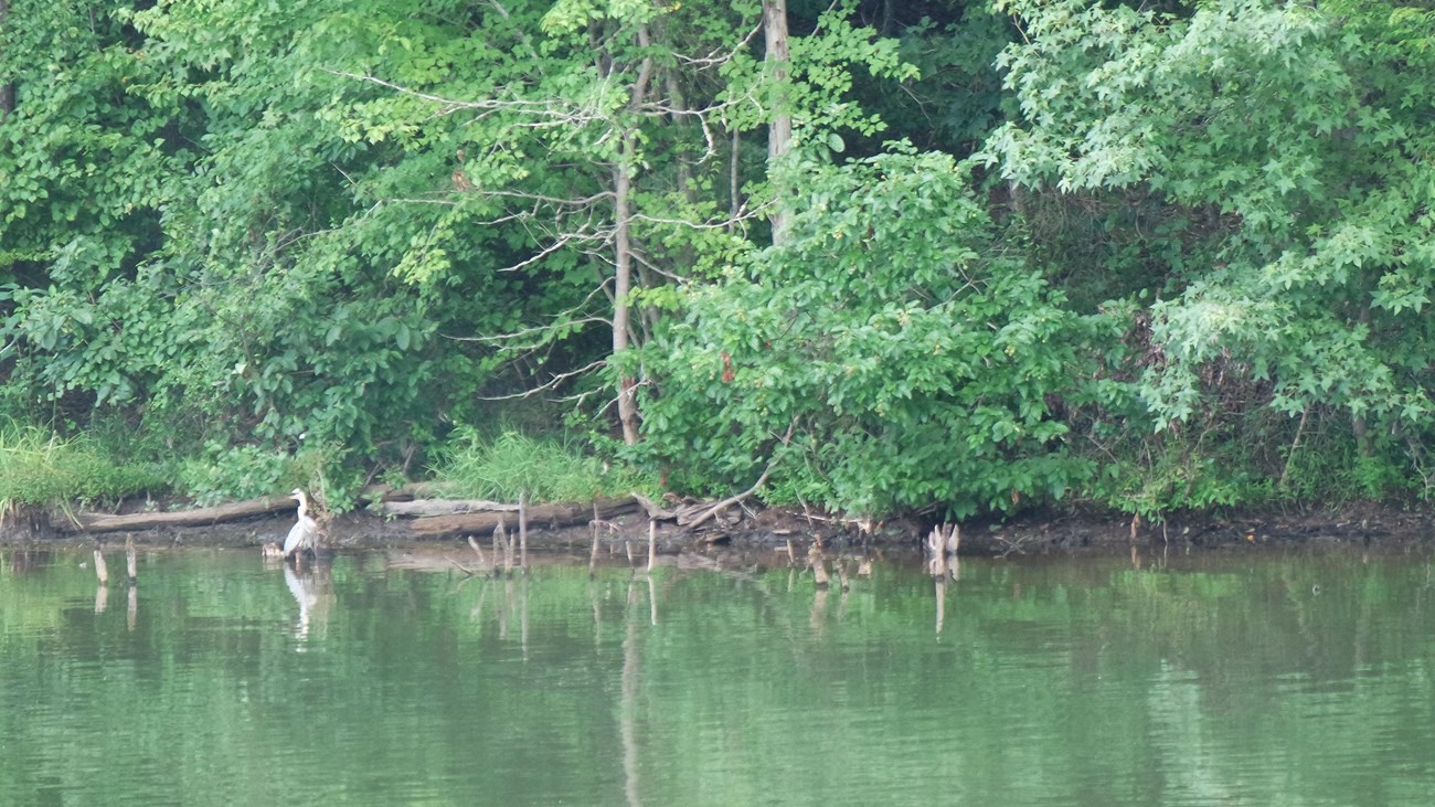 A wooded coastline of a still lake, with logs and bird at waters edge.