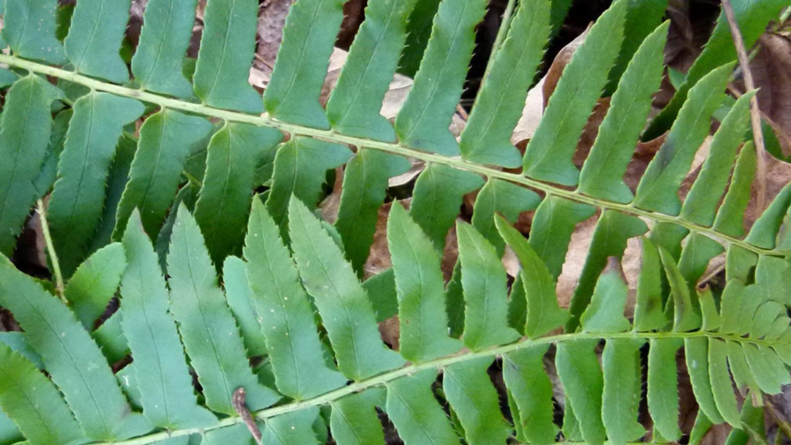 A close up shot of a broad green fern leaf.