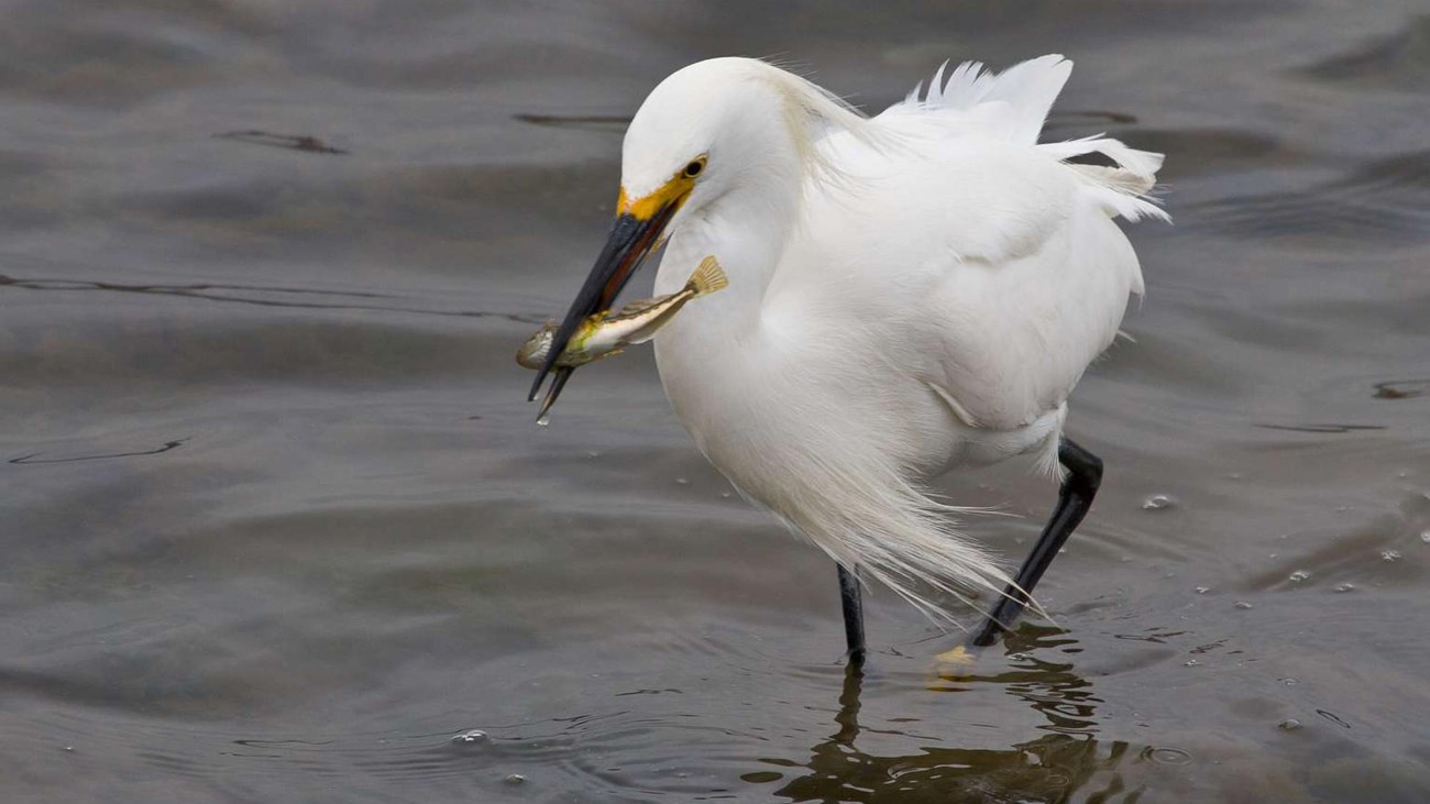 A snow egret wades in the water as it catches a small fish.
