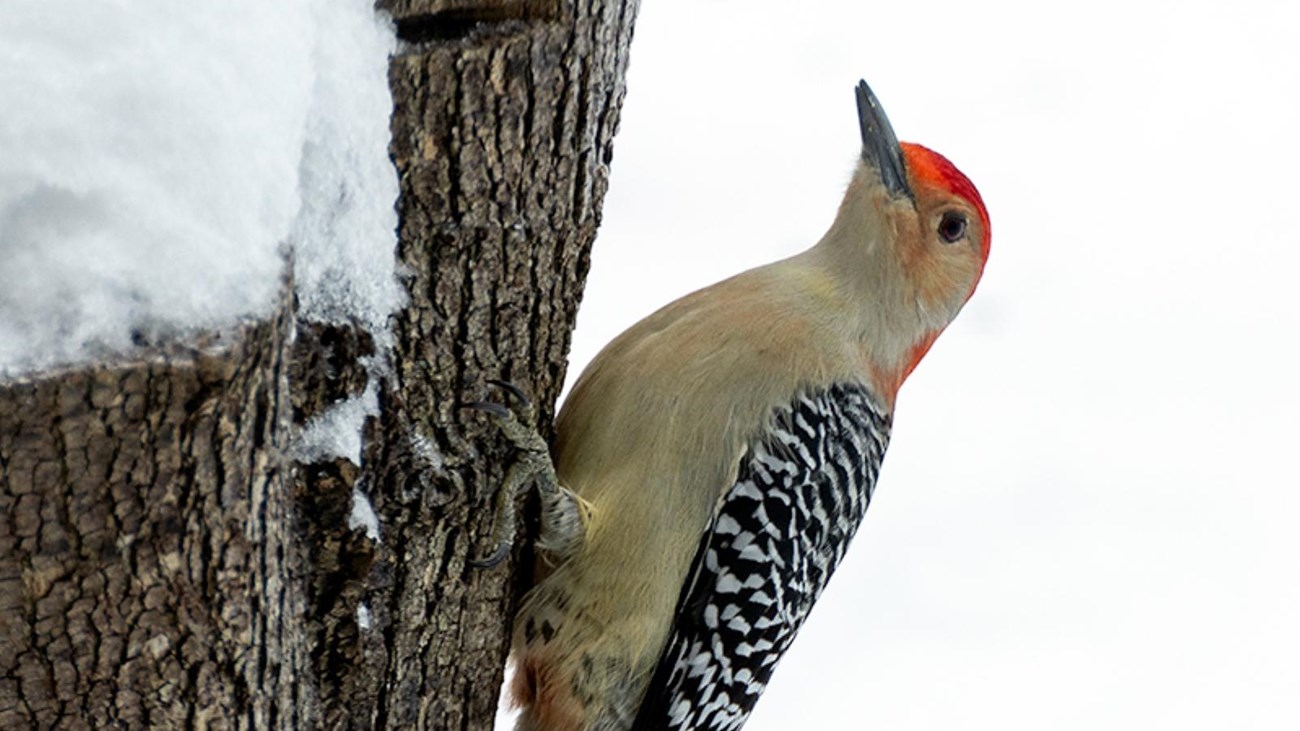 A woodpecker on the side of a snow covered log.