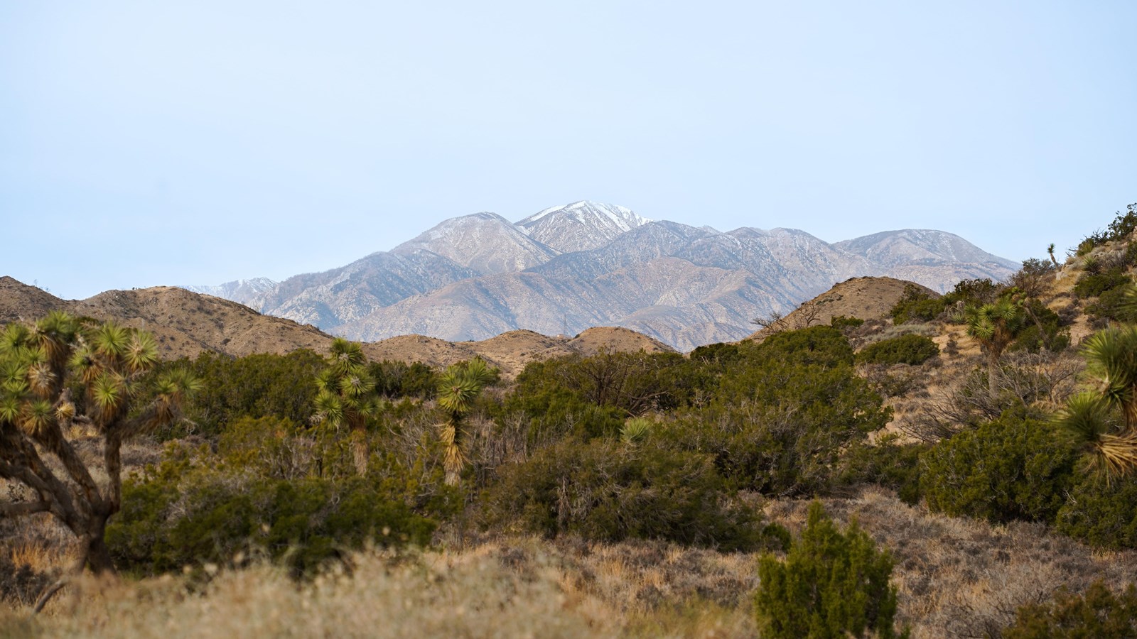 A landscape of desert plants with a snowcapped mountain in the background.