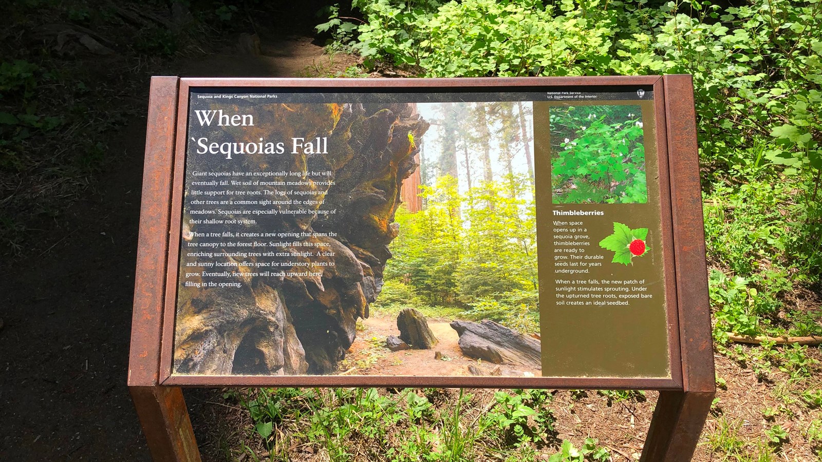 A weathered, metal-framed sign has pictures and text that discuss sequoia forest ecology.