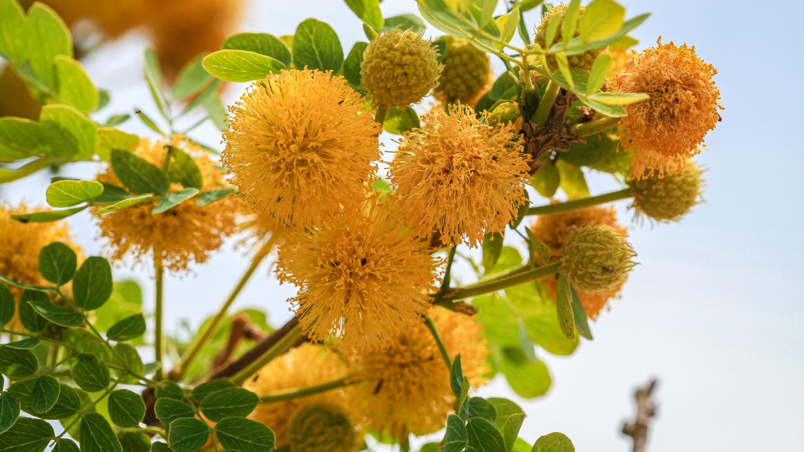 A close-up of a tree branch showing circular, yellow puffballs and small opposite leaves.