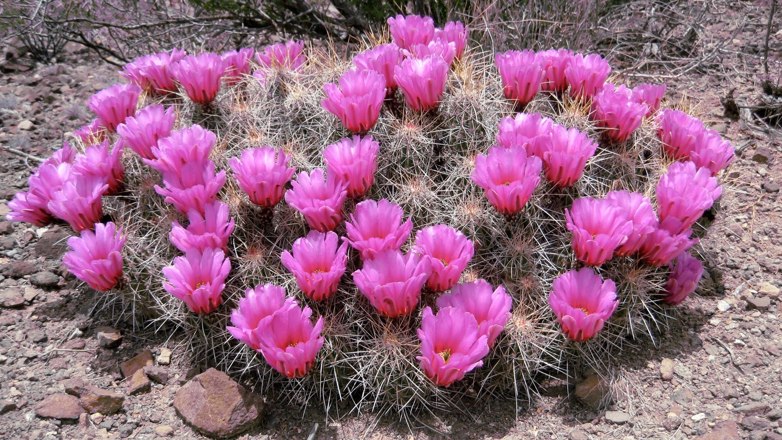 A cactus covered in long spines sports large pink blooms at the top of each arm.