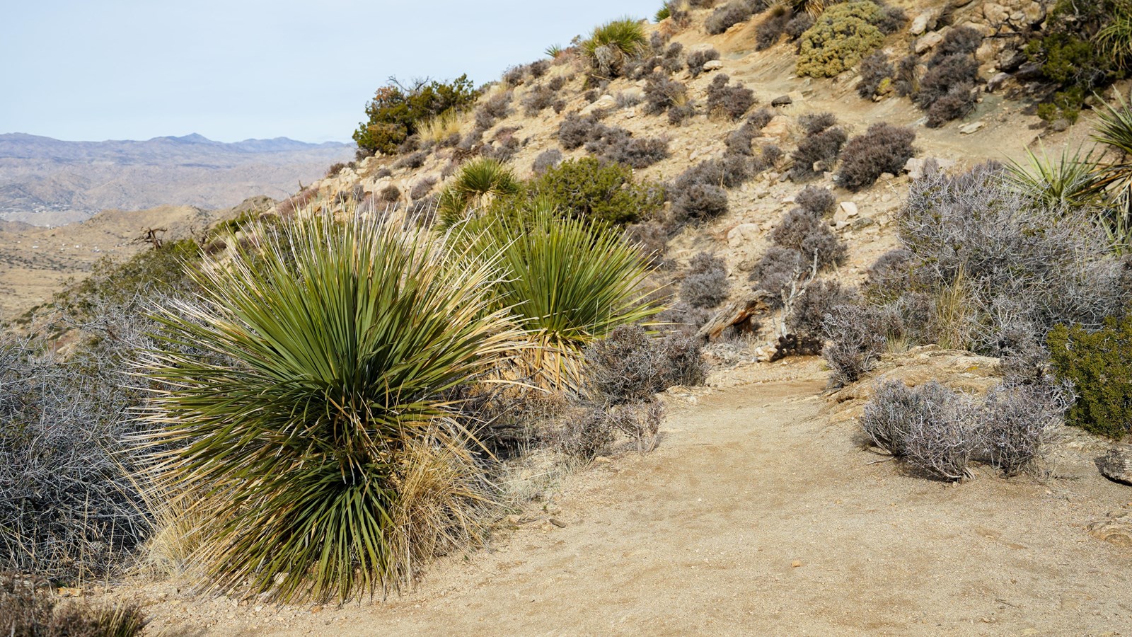 A green long leafed plant sits next to a dirt path surrounded by other desert shrubs. 