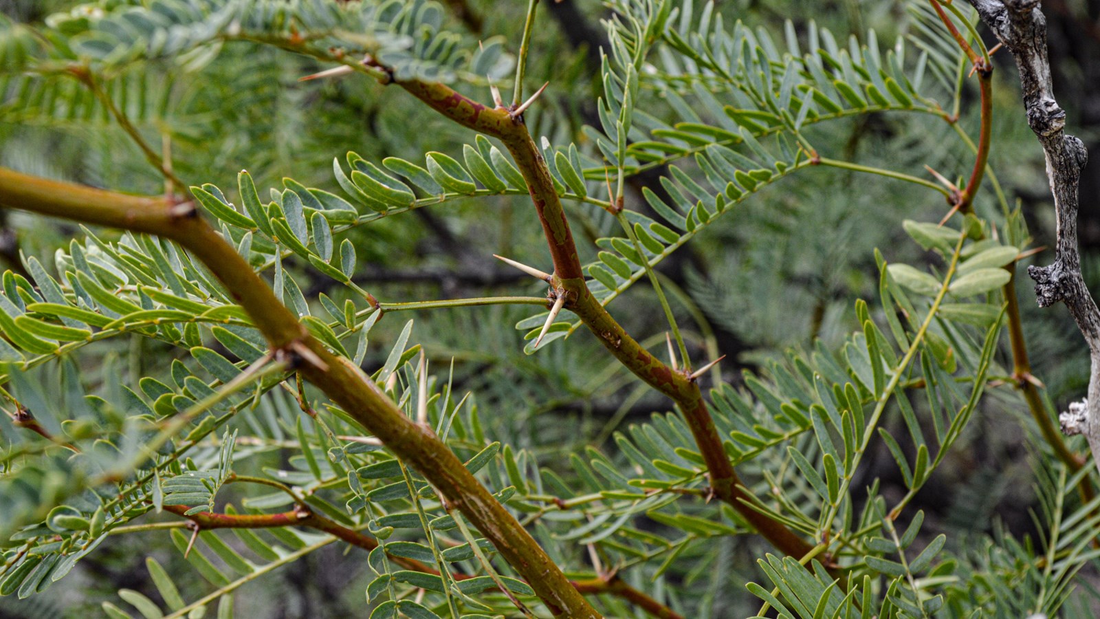 A tree branch with long, thin leaves and thorns along the branches.