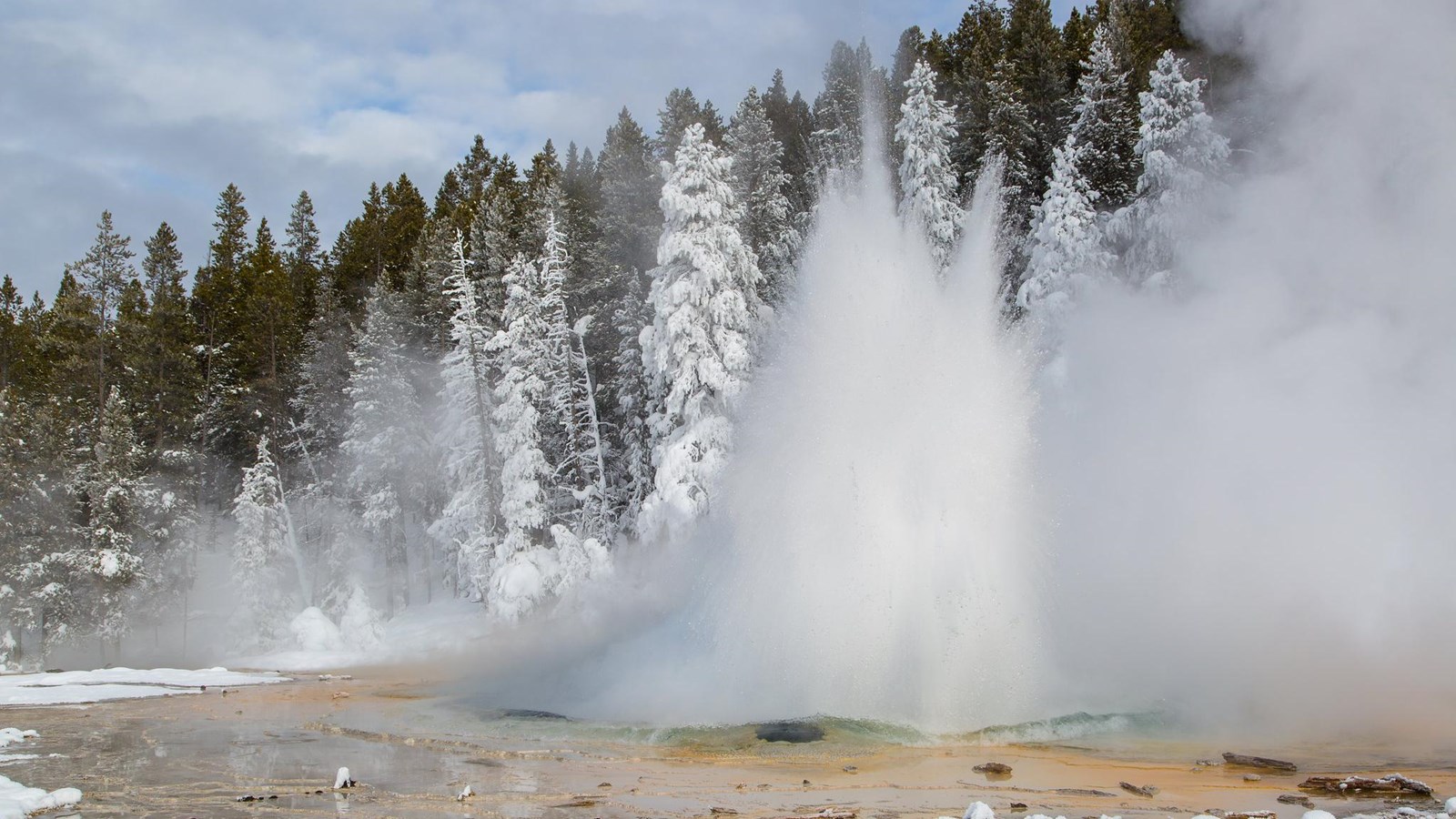A geyser erupts water on a winter day, coating the nearby pine trees with ice.