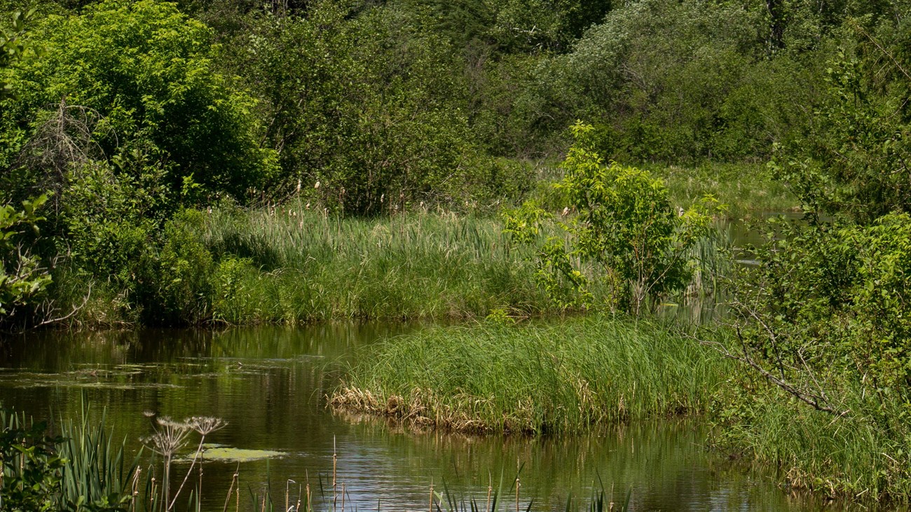 A narrow creek surrounded by tall, green vegetation with pine trees in the background.