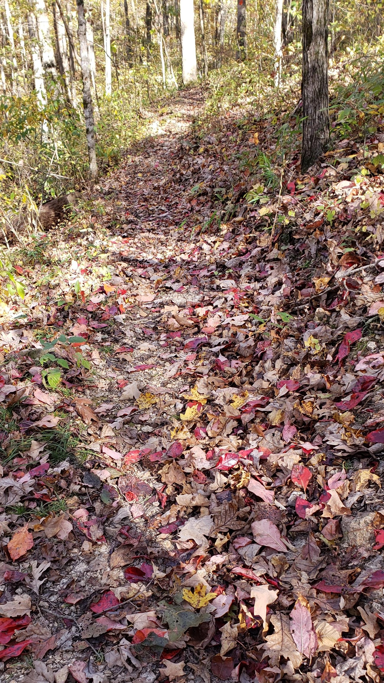 A leaf bottom trail with vibrant leaves of red, looking down toward the trail.
