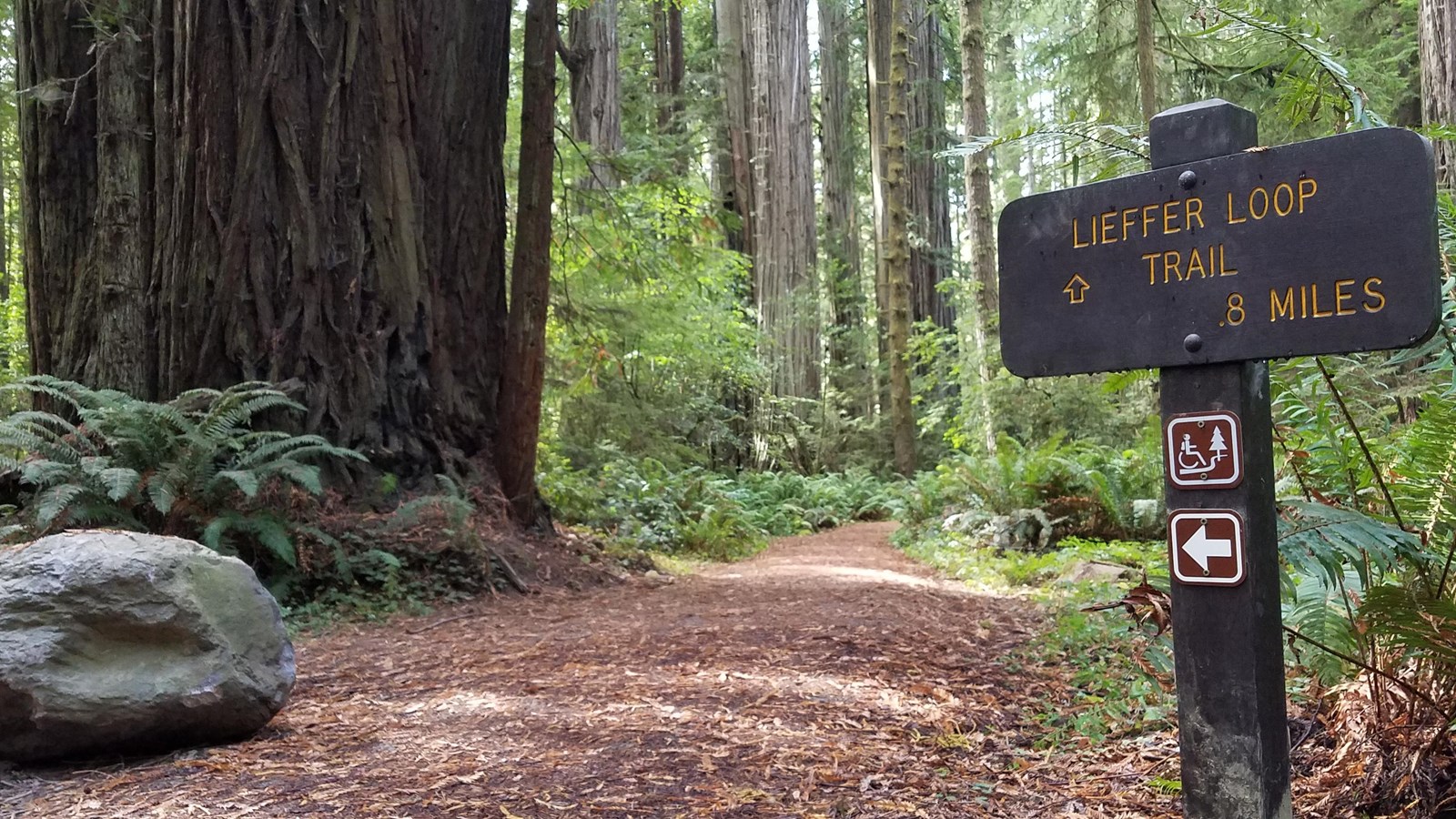 A brown sign is next to a trail lined with red needles. A large redwood tree is next to the trail.