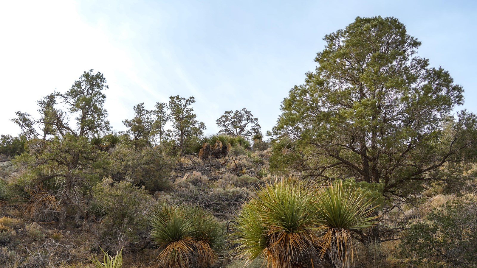 A collection of oak and pinyon pines surrounded by other desert shrubs.