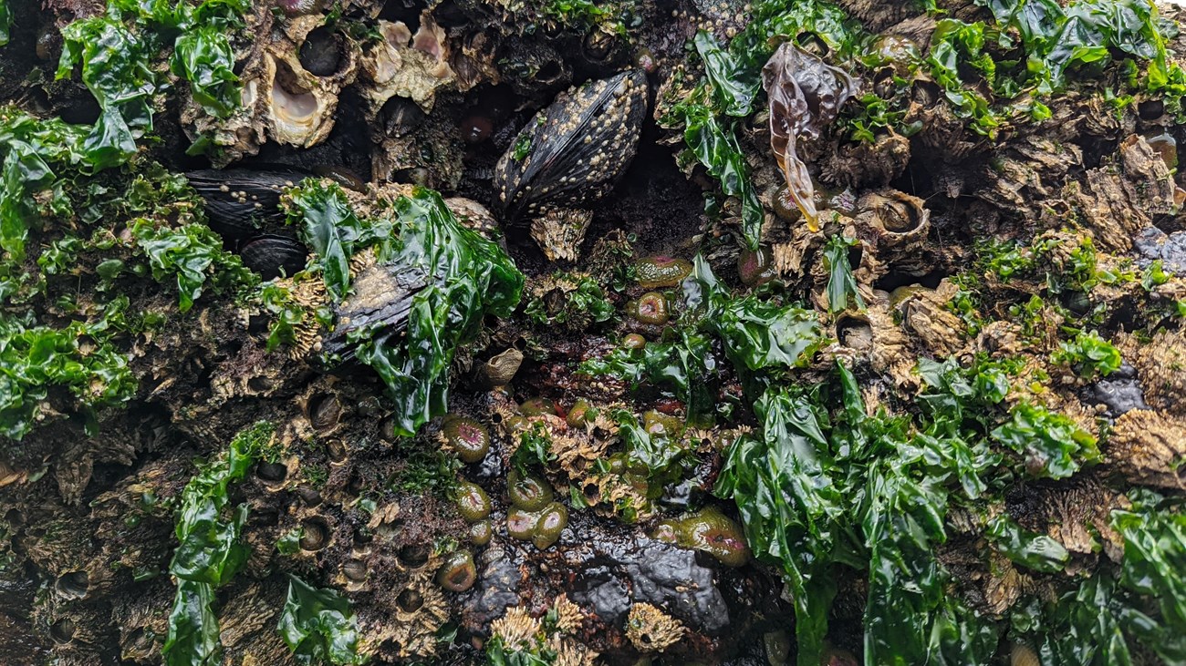 Rock covered in green seaweed, algae, barnacles, mussels, and anemones