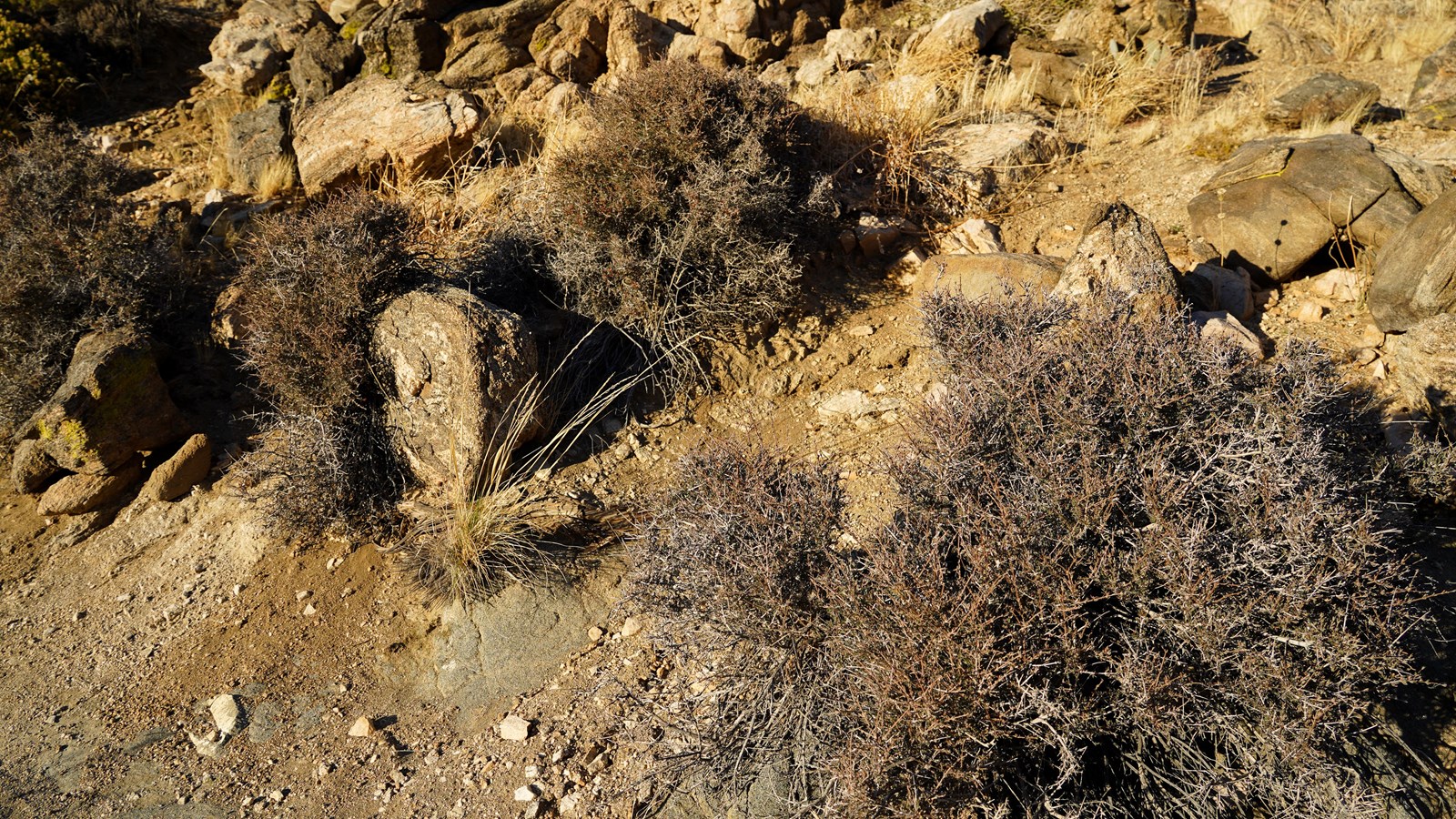 A dirt path through rocks and small shrubs.