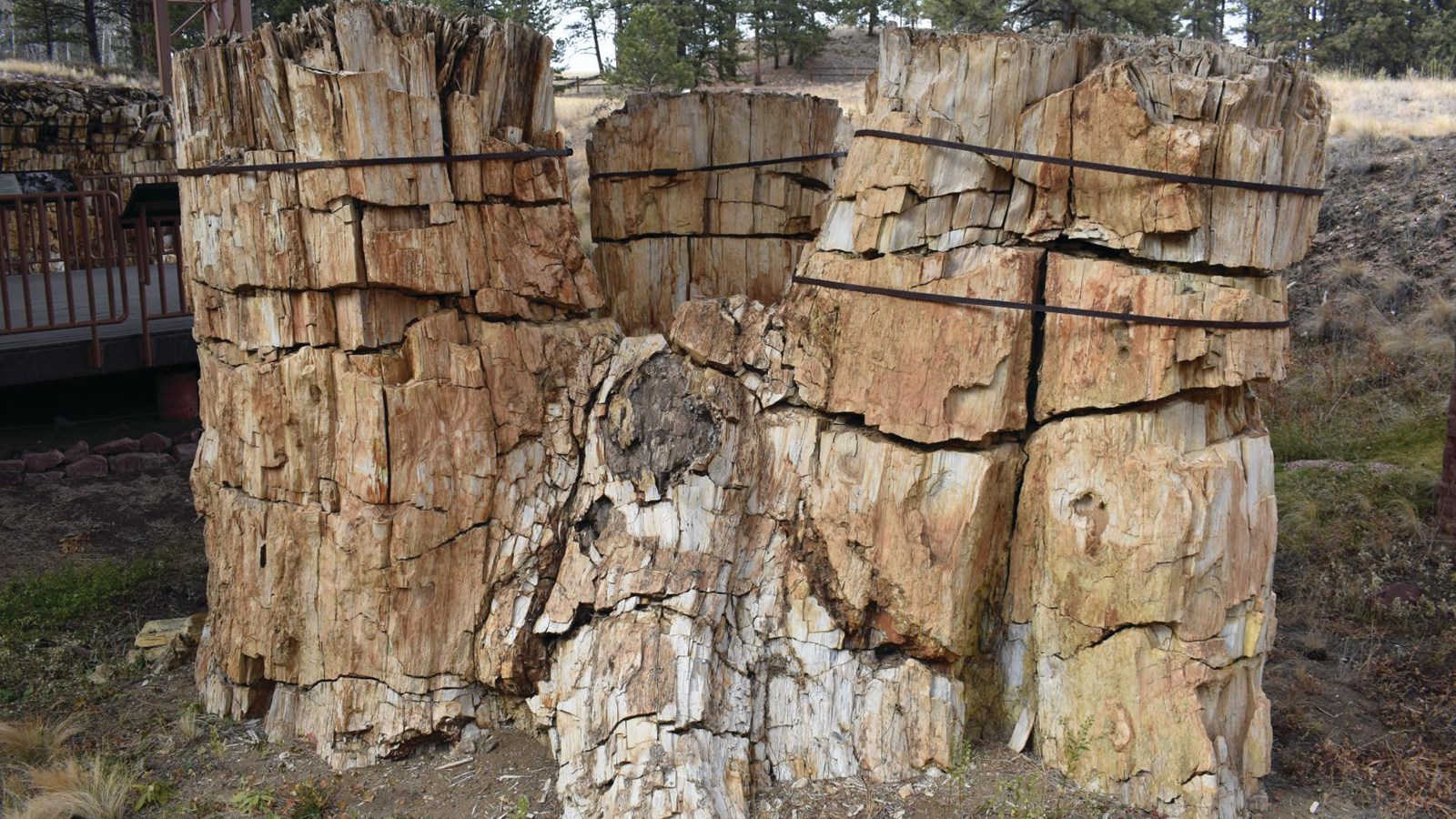 3 large connected petrified tree stumps