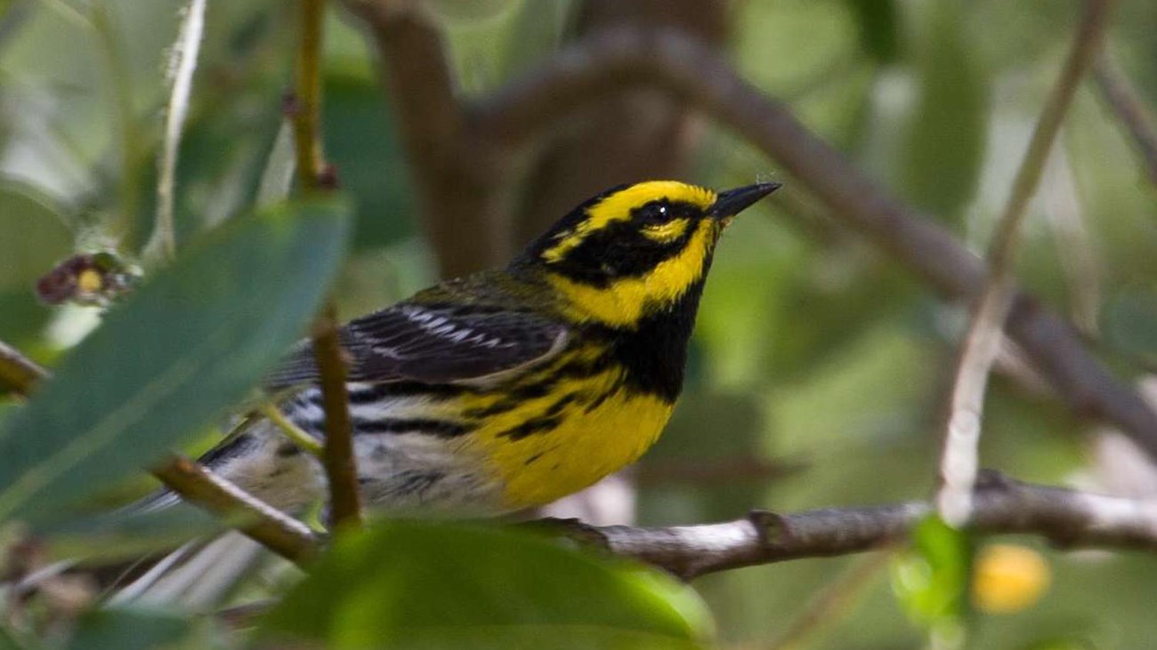 A yellow and black warbler on a tree branch.