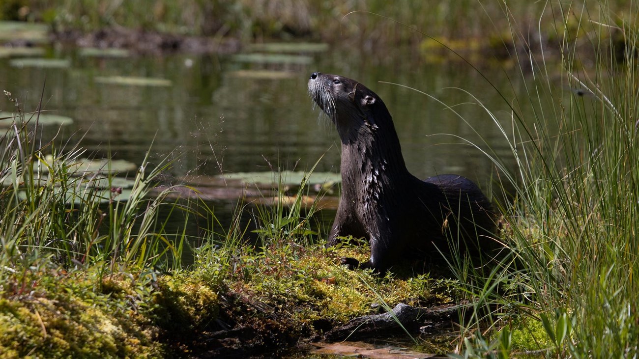 A sleek brown creature sticks its black nose into the air beside a pond with green lily pads.