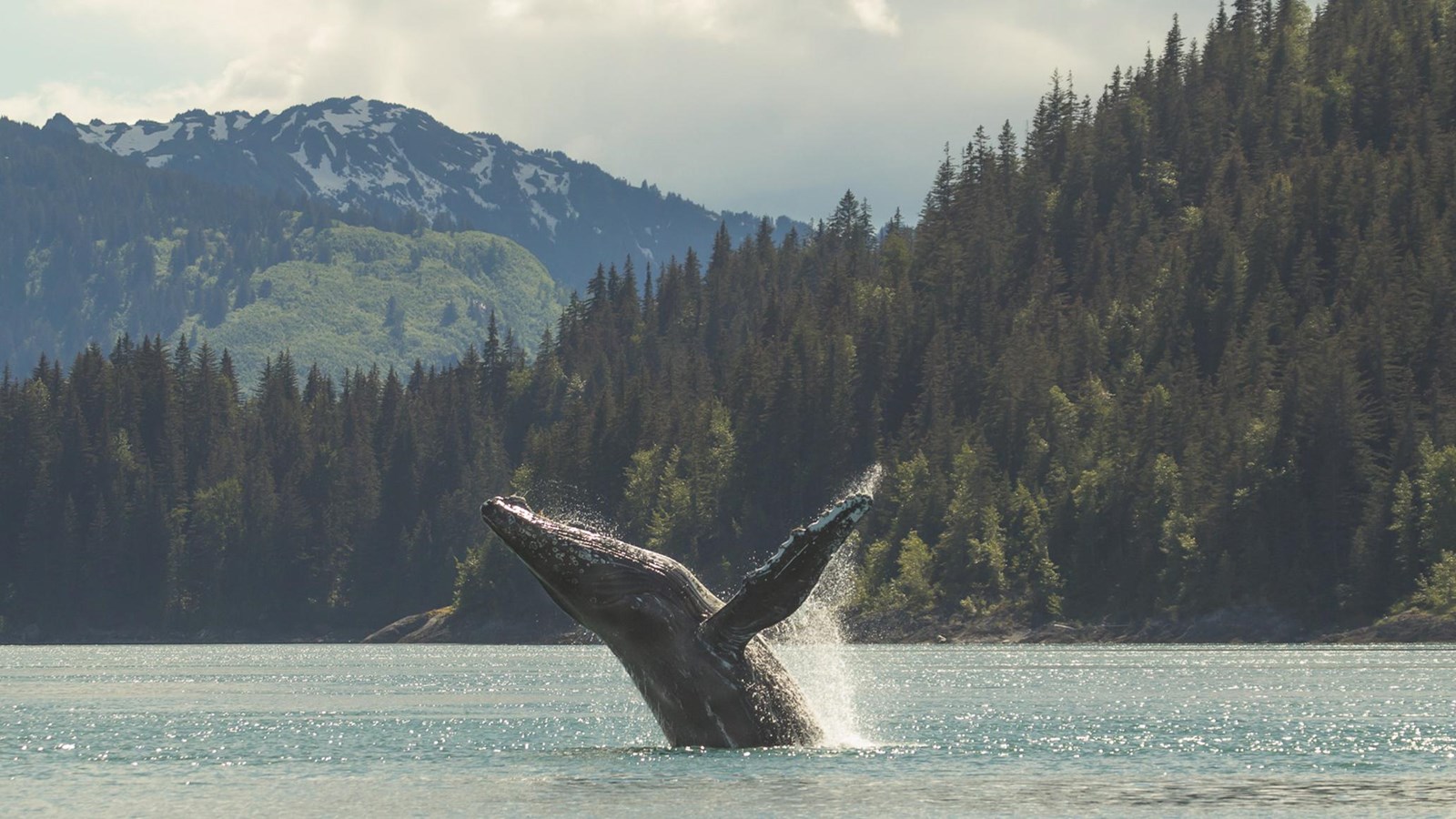 A humpback dives out of the water, ready to splash down again.