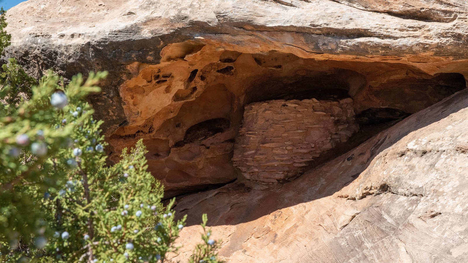 Archeological structure is visible in the shade of an alcove, with juniper tree and berries framing.