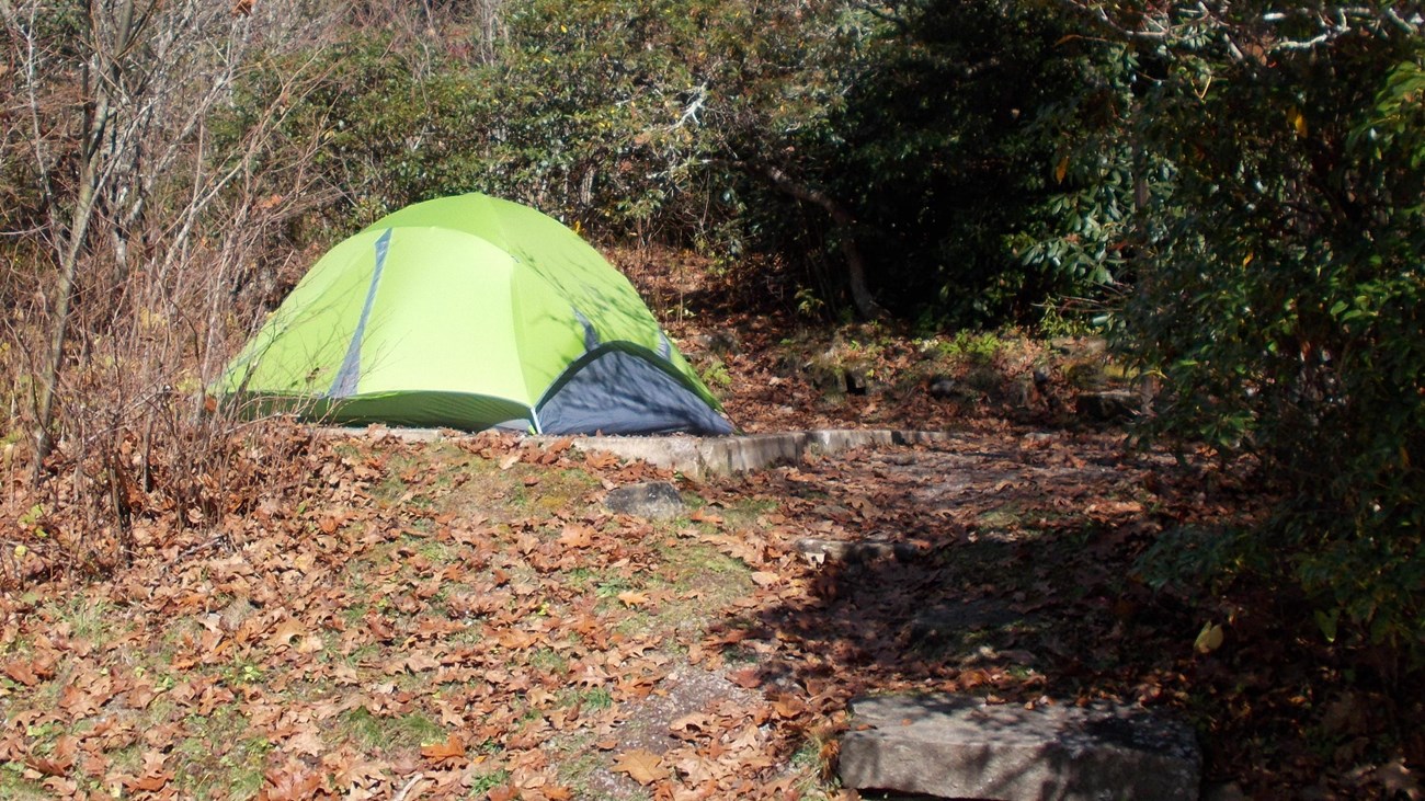 A green tent sits among trees and shrubs in fall