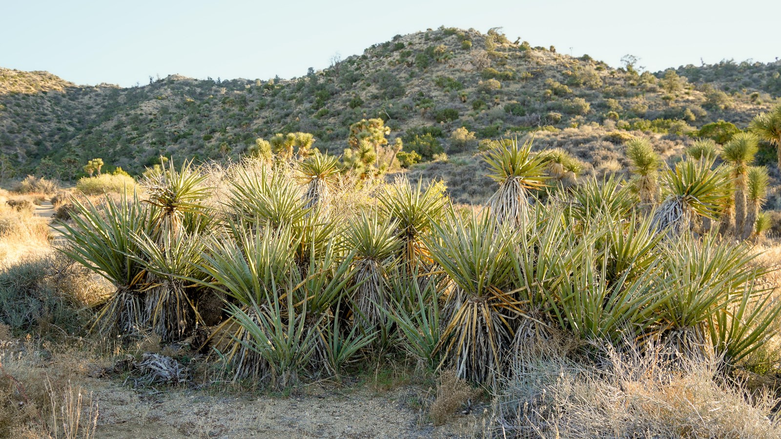 A clump of Mojave yuccas in front of hills with desert shrubs.