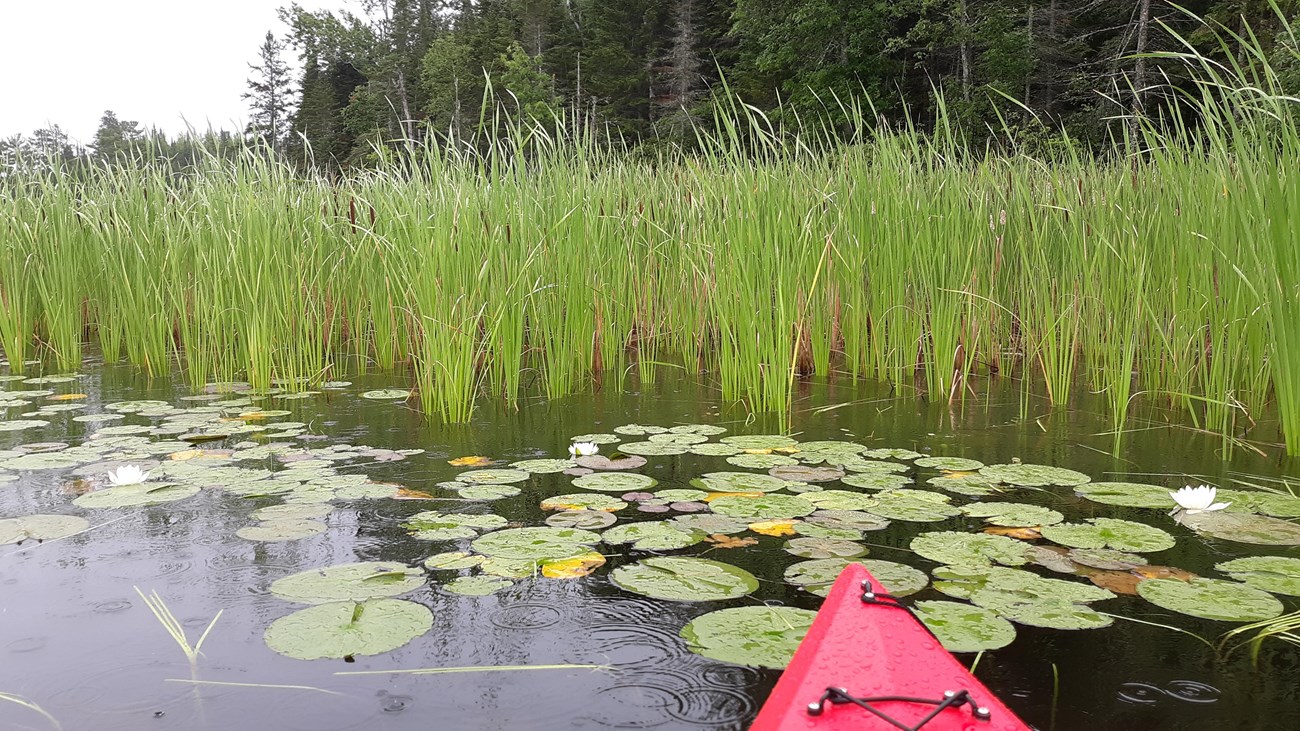 The front of a red kayak pointing towards lily pads and reeds with a pine forest in the background.