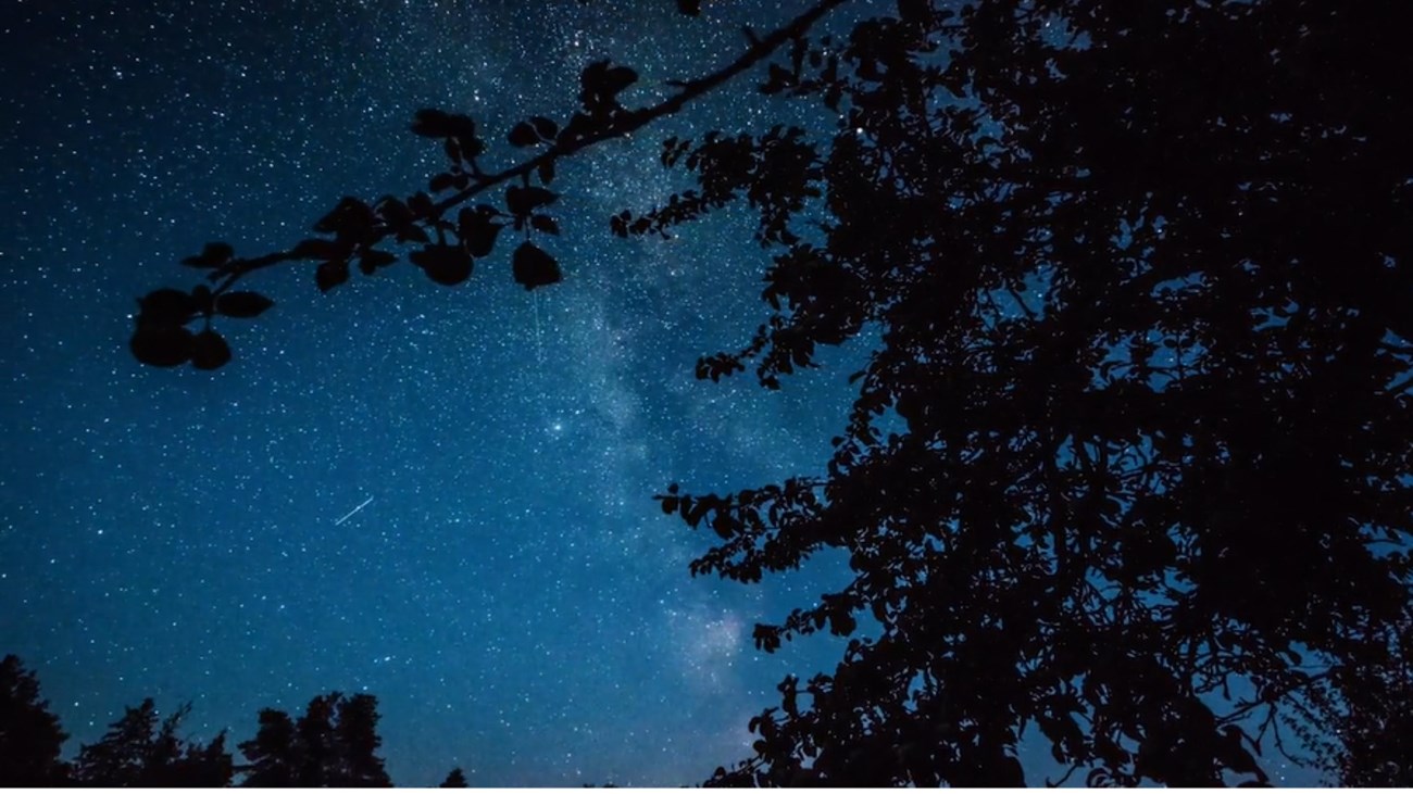 A dark blue sky with stars, seen through tree tops. 